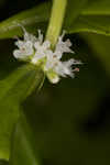 American water horehound